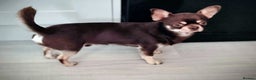 Chihuahua dogs for sale: Beautiful Chocolate Chihuahua Girls  - Advert 16