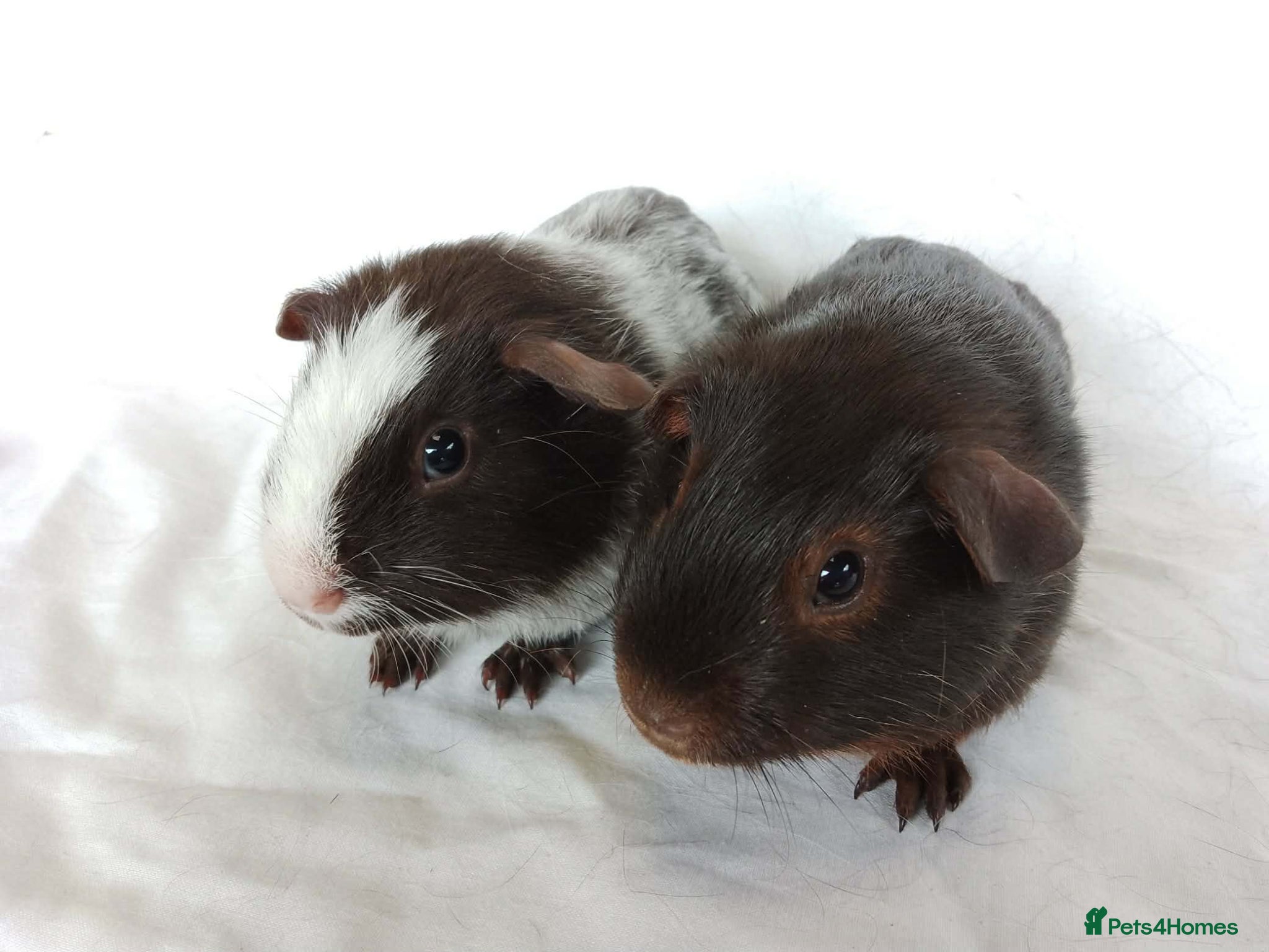Guinea Pig rodents Lovely Baby Guinea pig boys available  - Advert 19
