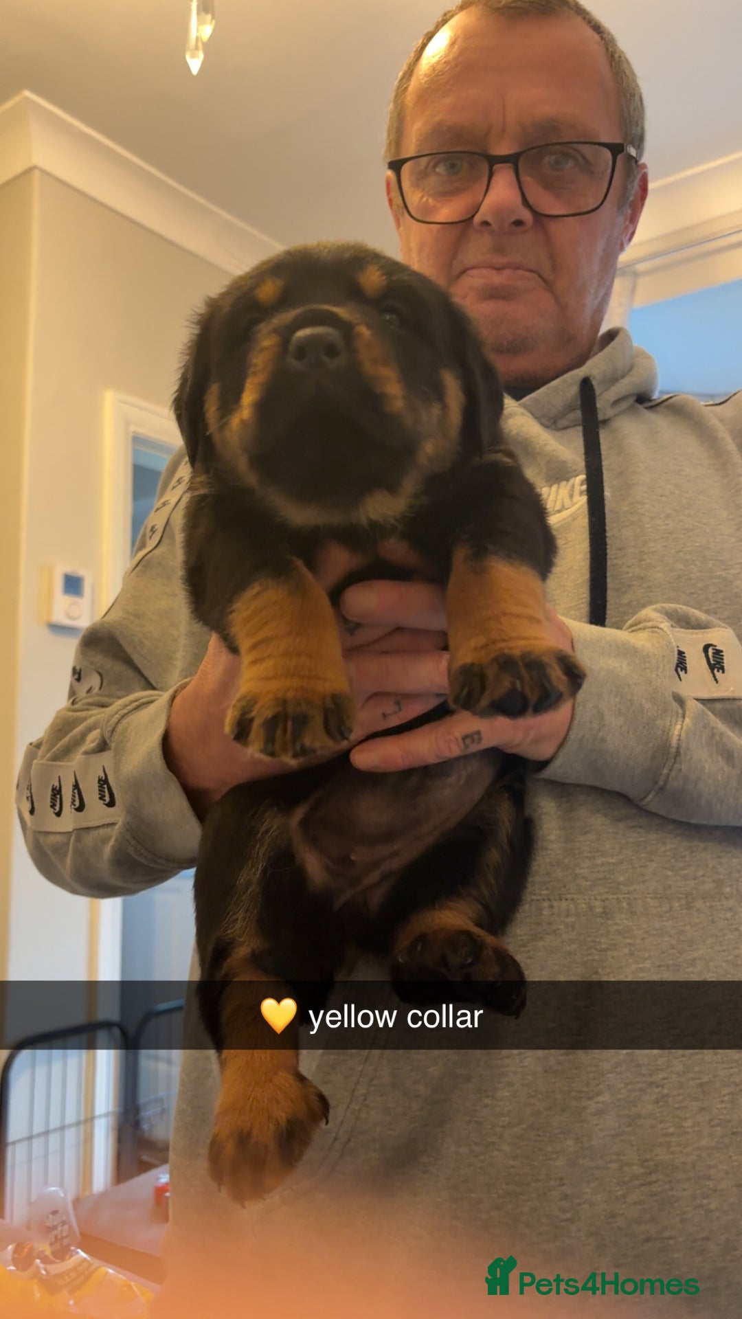 Rottweiler dogs for sale: Big boned chunky Rottweiler puppies - Advert 25