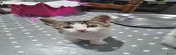 Mixed Breed cats for sale: 3 Kittens Ready to leave in Smethwick - Advert 21