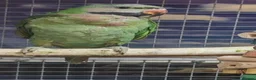 Parrots birds for sale: Stunning Parrots/Parakeets/Amazons  - Advert 36