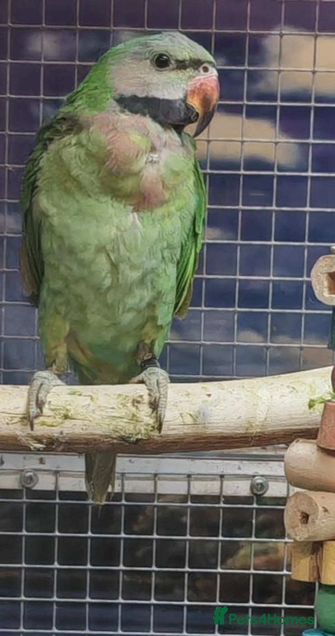 Parrots birds for sale: Stunning Parrots/Parakeets/Amazons  - Advert 36