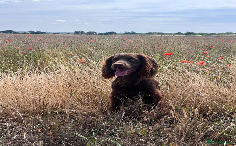 Cocker Spaniel dogs - Advert 6