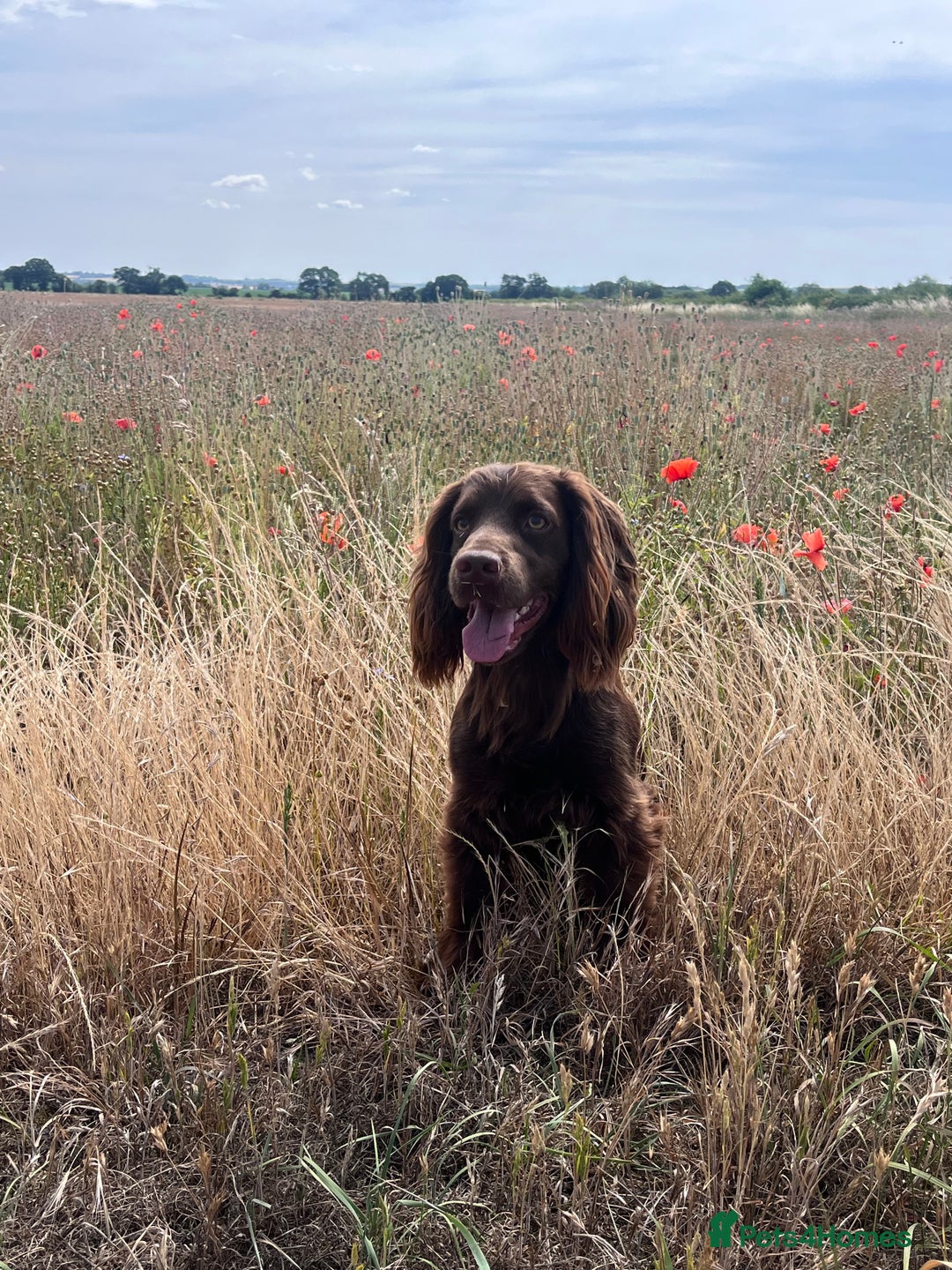 Cocker Spaniel dogs for stud: Working Cocker Spaniel for stud  - Image 1