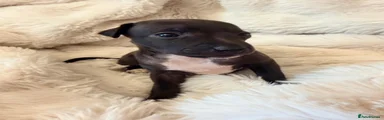 Italian Greyhound 4 Black Girl 