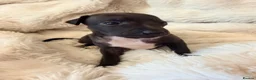 Italian Greyhound dogs for sale: Cutest Exceptional Five-Generation Pedigrees in Nottingham - Advert 4