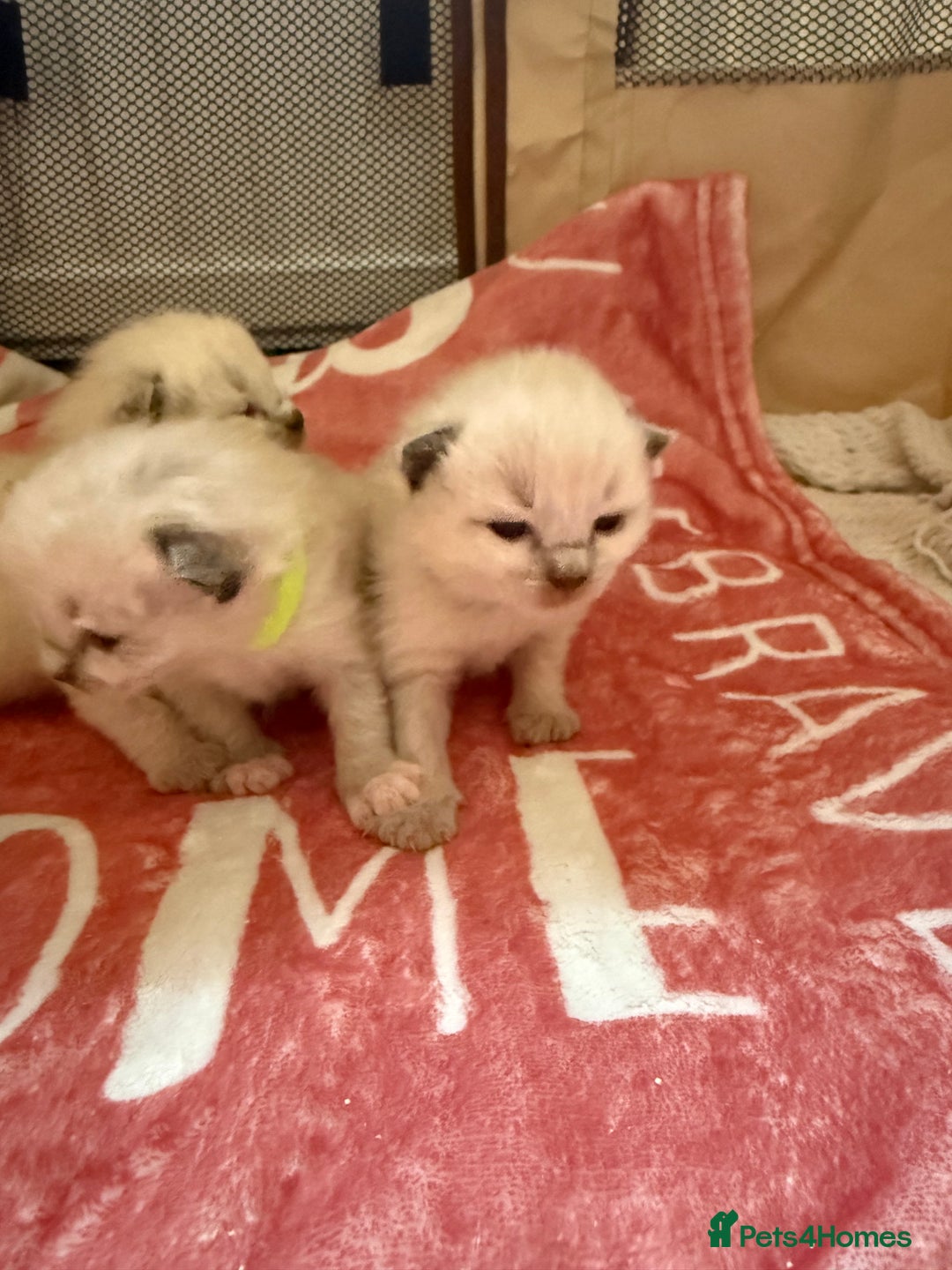 Ragdoll cats for sale: 🥰 blue Ragdolls 🥰 - Advert 4
