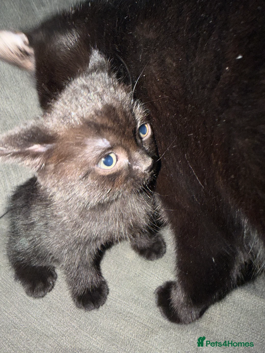 British Shorthair cats for sale: British shorthair kittens  - Advert 10