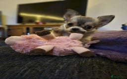 Chihuahua dogs for sale: Male Puppy Long haired Fawn and Sable Chihuahuas  - Advert 1