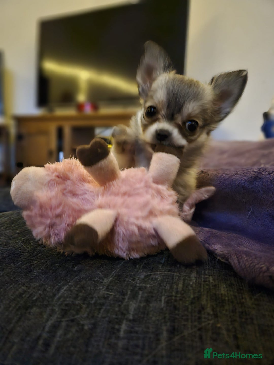 Chihuahua dogs for sale: Male Puppy Long haired Fawn and Sable Chihuahuas  - Advert 1