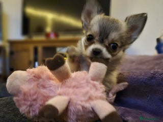 Chihuahua dogs for sale: Male Puppy Long haired Fawn and Sable Chihuahuas - Advert 1