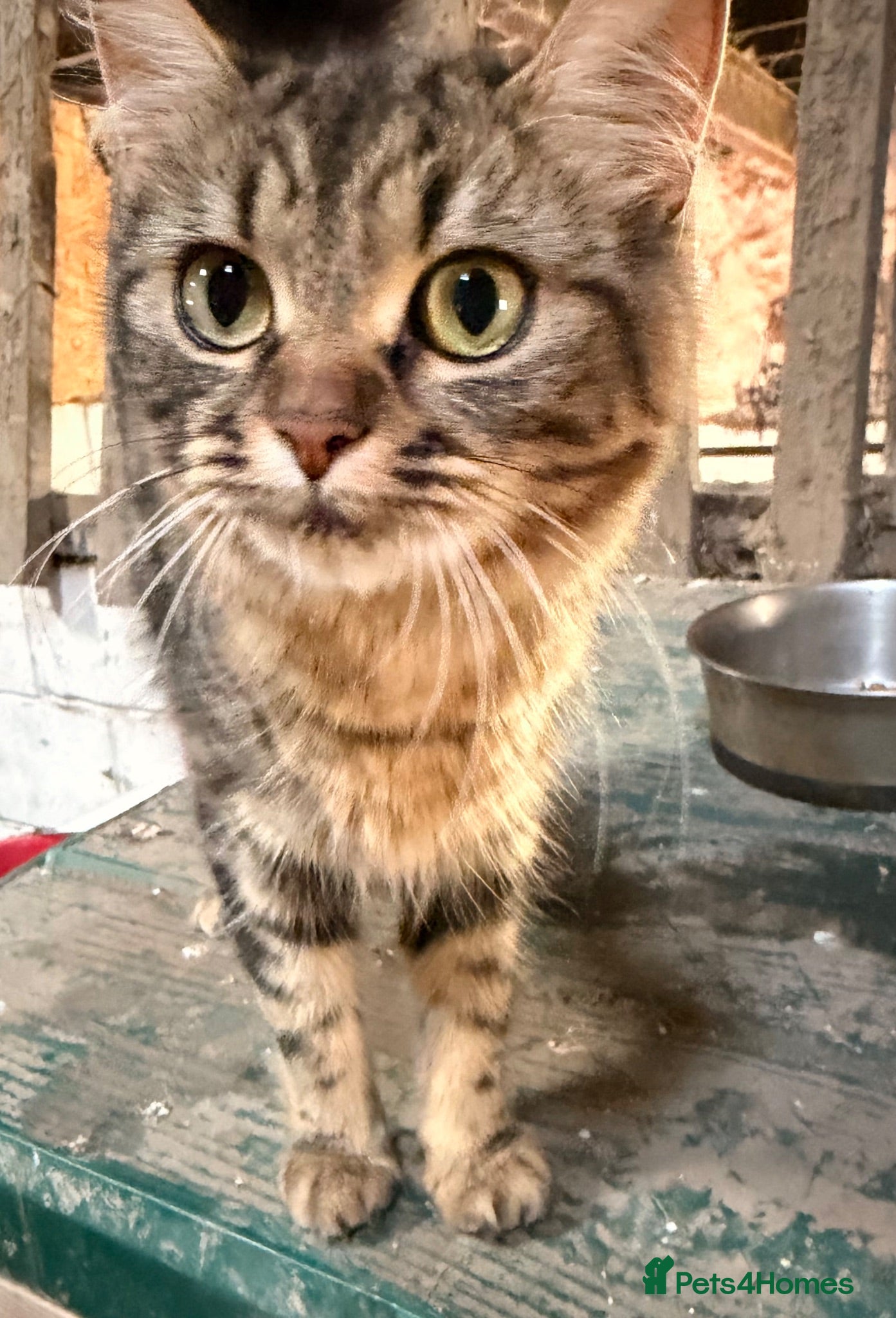 Mixed Breed cats Gorgeous farm kittens - Advert 4