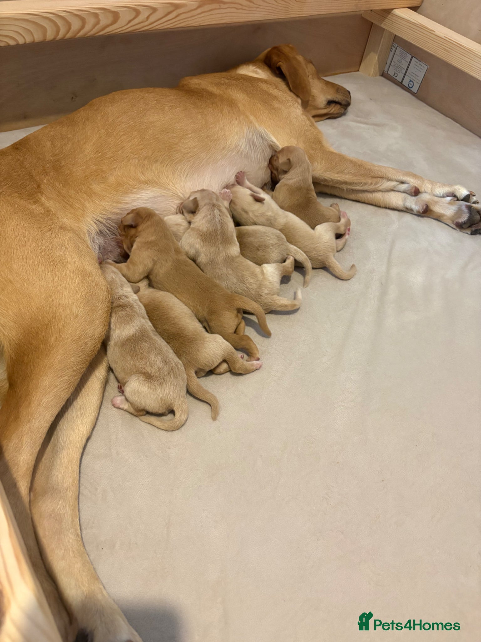 Labrador Retriever dogs Exceptionally Health Tested Champion Pedigree Pups - Advert 2