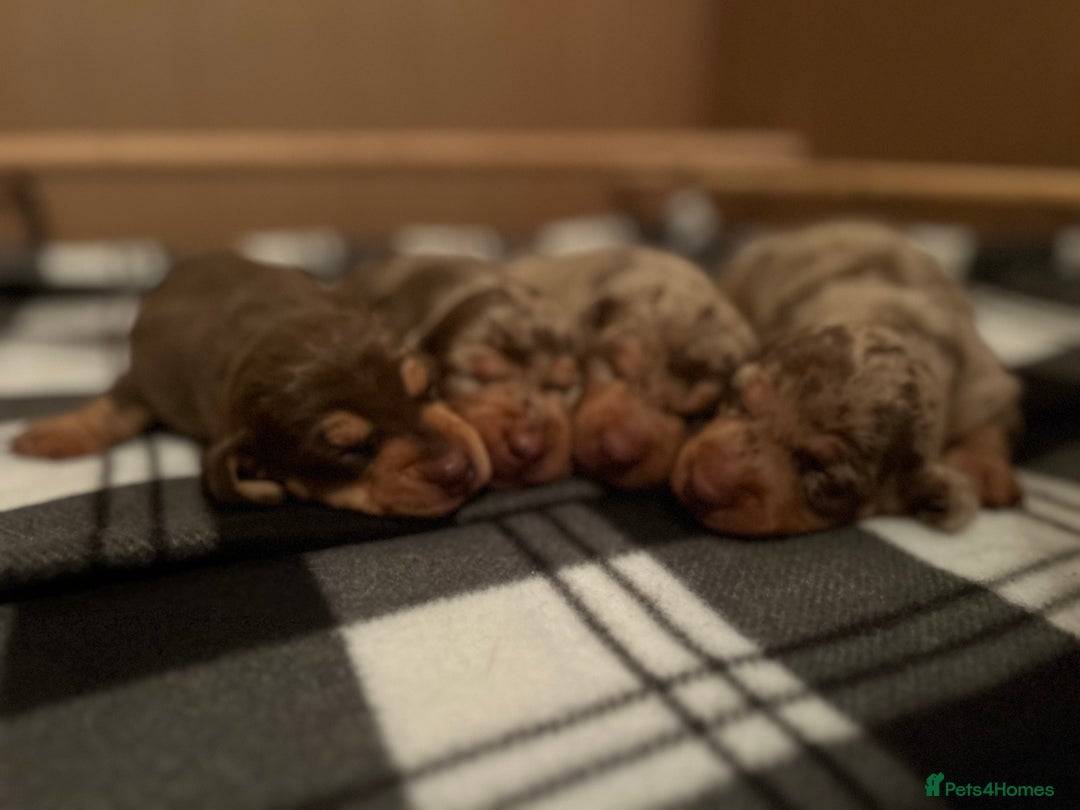 Miniature Dachshund dogs for sale: Chocolate dapple miniature dachshunds  - Advert 6