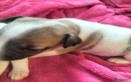 Mixed Breed dogs for sale: Cute litter of puppys - Image 5