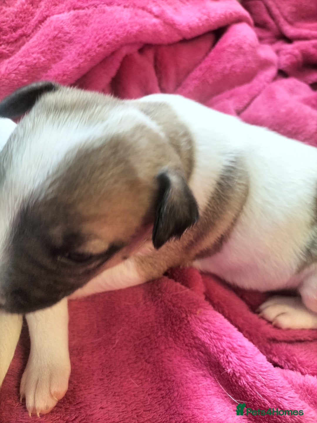 Mixed Breed dogs for sale: Cute litter of puppys - Image 5