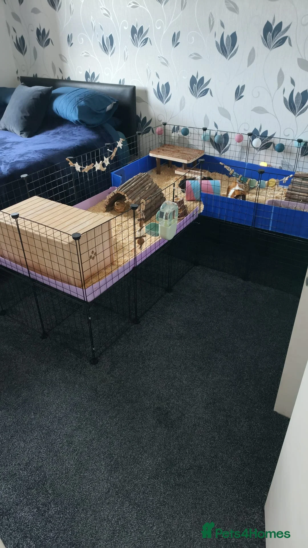 Guinea Pig rodents for sale: 2x female guinea pigs - Advert 2