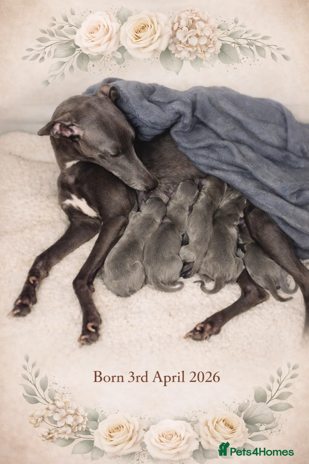 Whippet dogs for sale: KC registered Laguna lines Whippet Puppies  - Advert 2