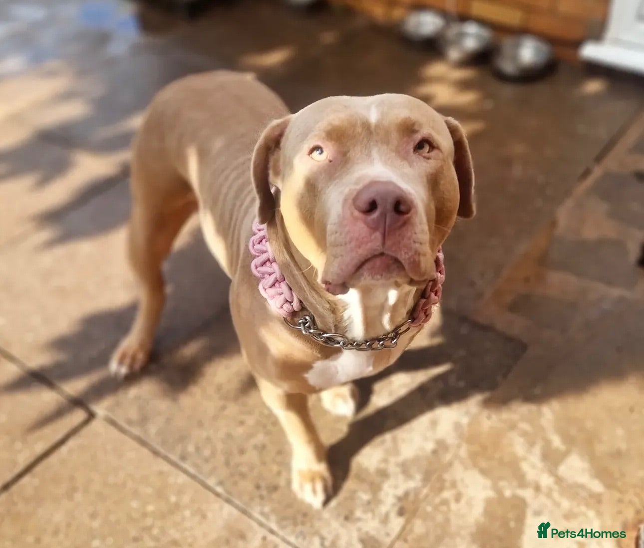 American Bully dogs Rehoming due to no fault of her own  - Advert 6
