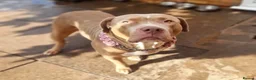 American Bully dogs for sale: Rehoming due to no fault of her own  - Advert 1