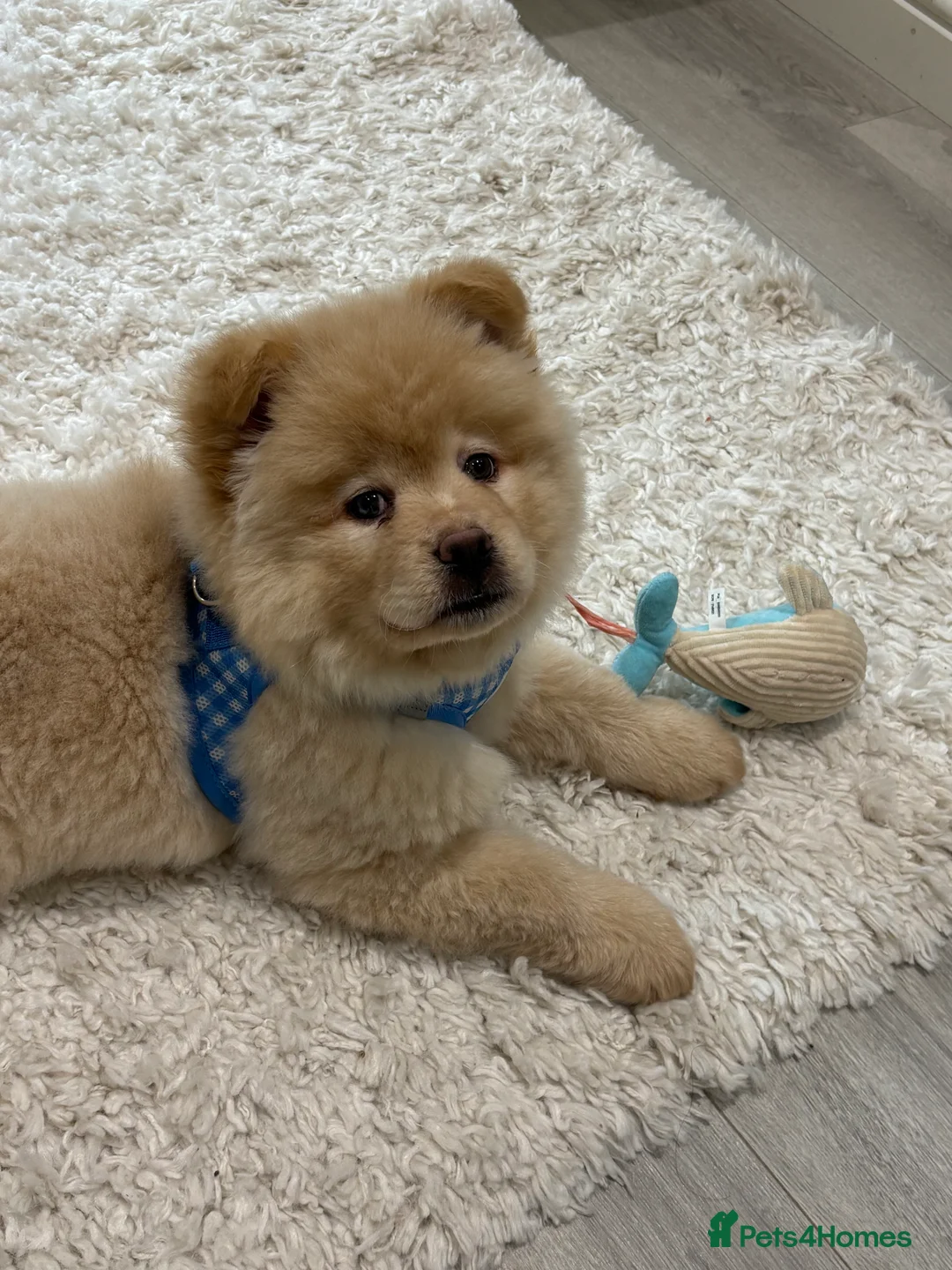 Mixed Breed dogs for sale: Stunning Chowsky puppy  - Advert 4