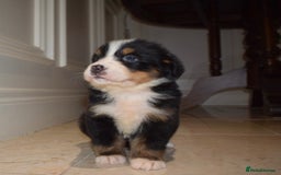 Bernese Mountain Dog dogs for sale: Bernese Mountain Dog Pups  - Image 2