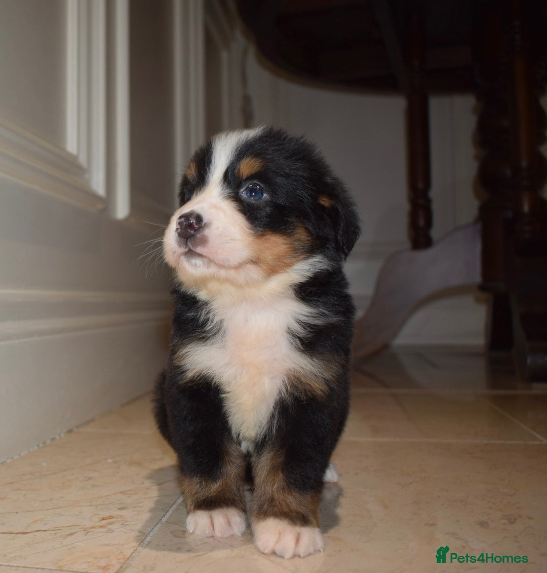 Bernese Mountain Dog dogs for sale: Bernese Mountain Dog Pups  - Image 2