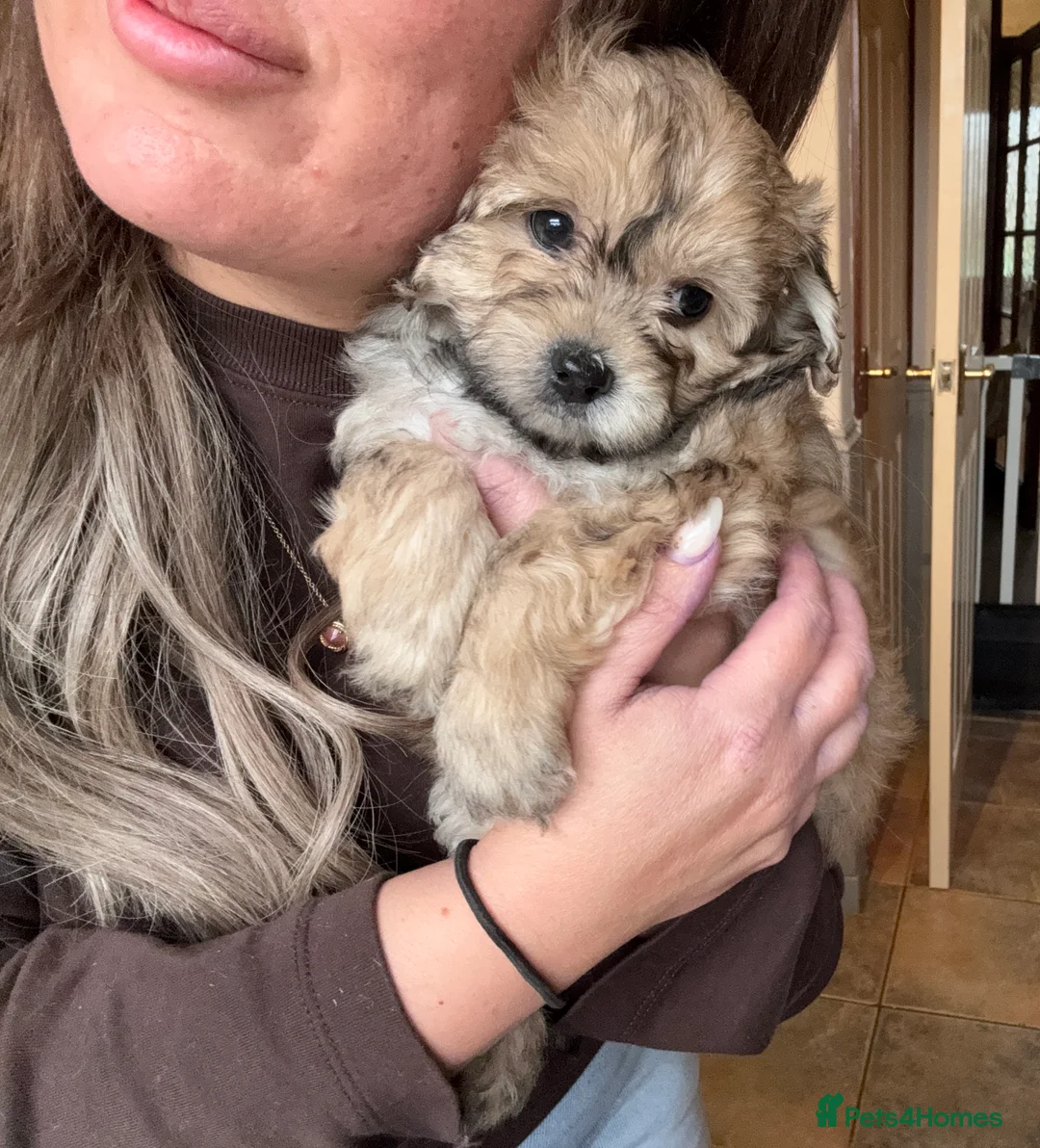 Maltipoo dogs for sale: Maltipoo  - Advert 1