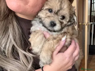 Maltipoo dogs Maltipoo - Advert 1