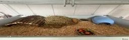 Guinea Pig rodents for sale: Male Guinea Pigs in Gravesend - Advert 9