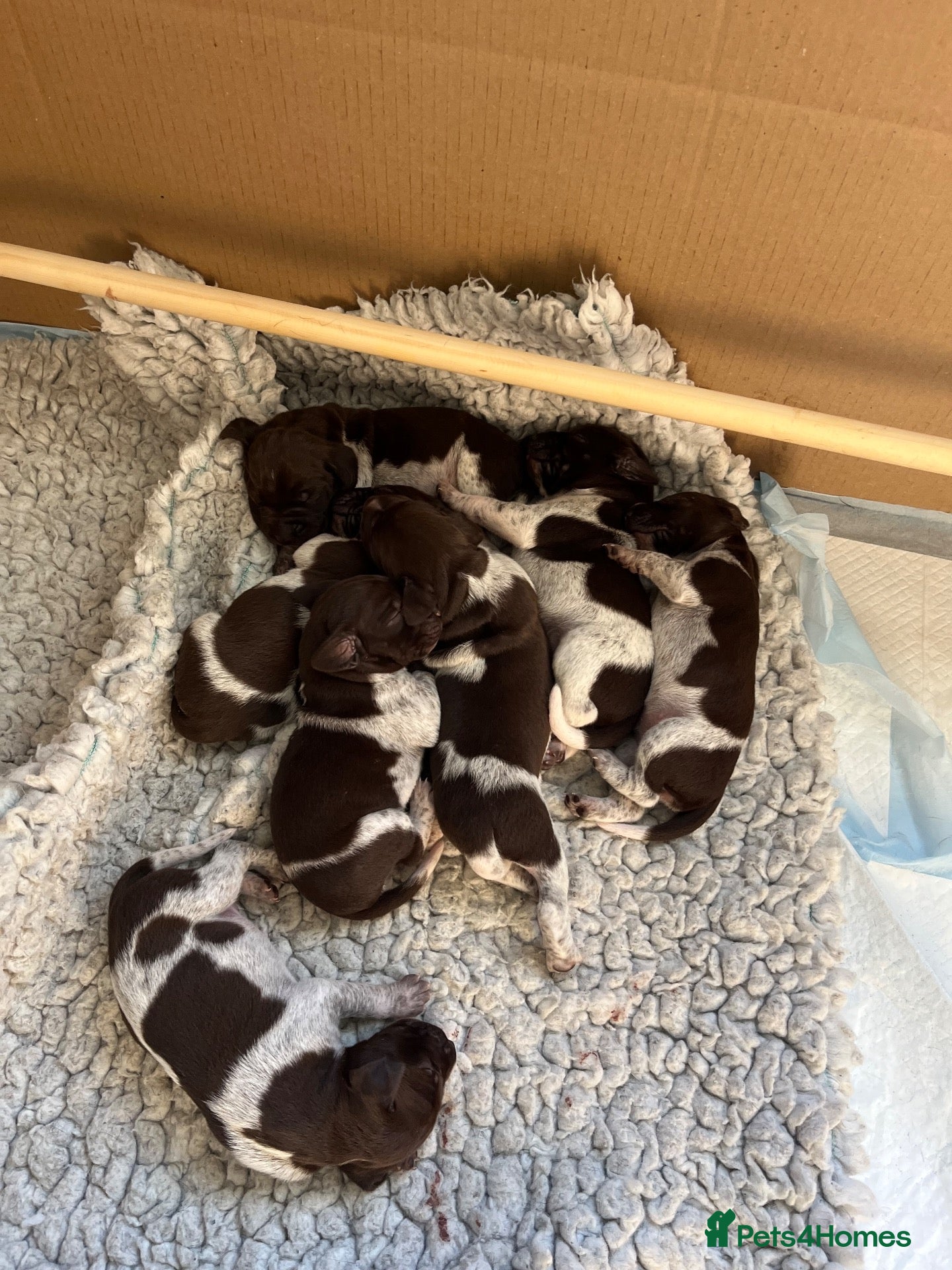 German Shorthaired Pointer dogs *German Shorthaired Pointer Puppies* - Advert 7