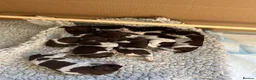 German Shorthaired Pointer dogs for sale: *German Shorthaired Pointer Puppies* - Advert 1