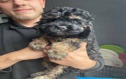 Cavapoo dogs for sale: Exceptional F1 Cavapoos. 5*  - Image 7