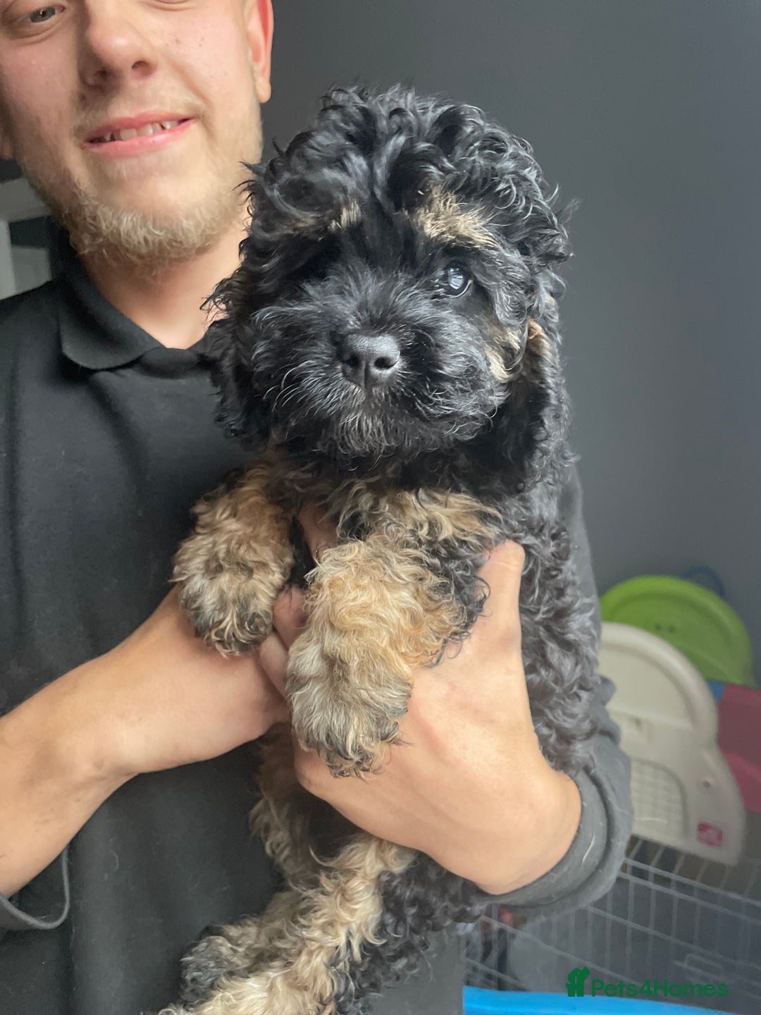 Cavapoo dogs for sale: Exceptional F1 Cavapoos. 5*  - Image 7