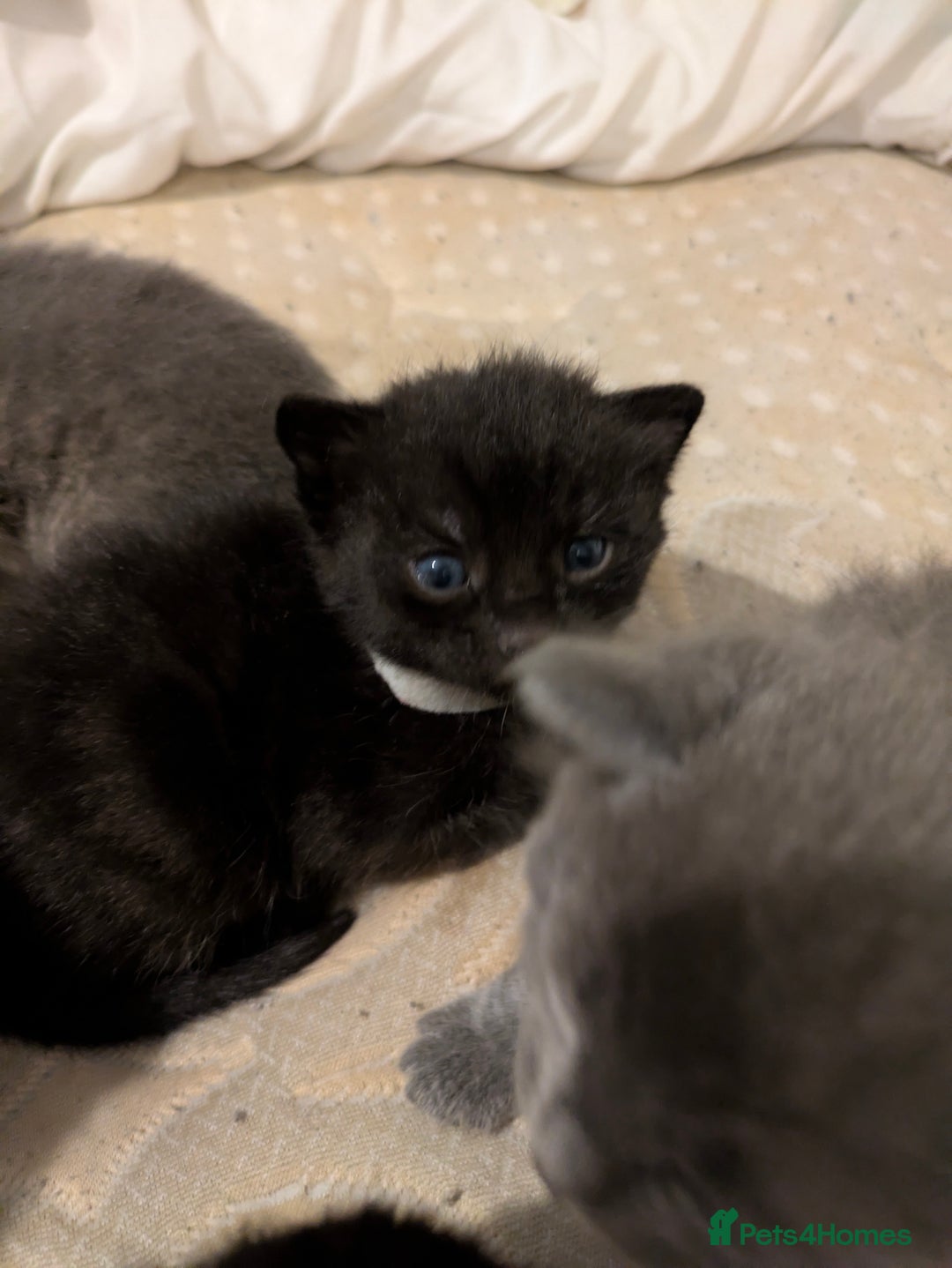 Mixed Breed cats for sale: Gorgeous kittens ready July 23rd - Image 19
