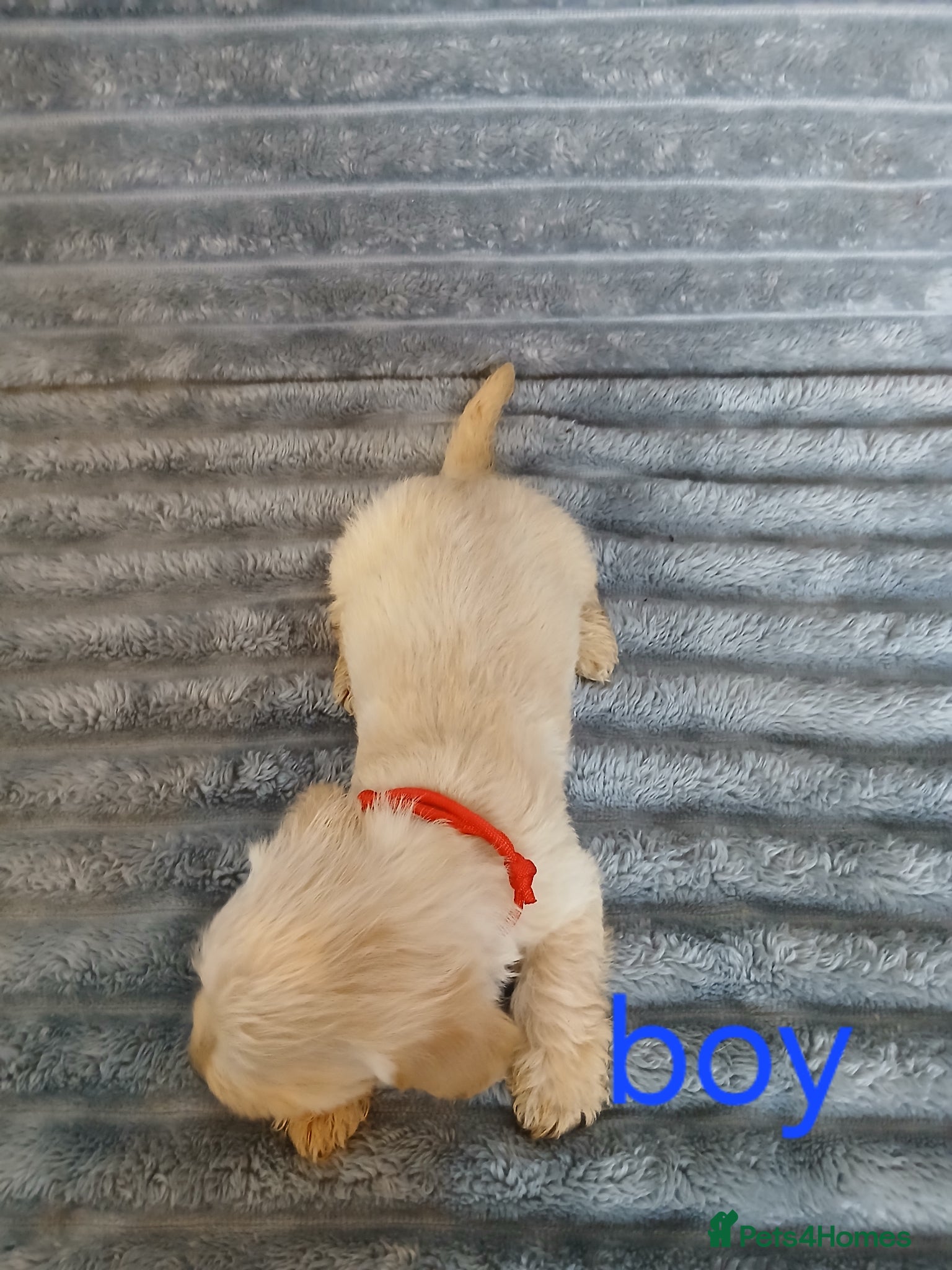Mixed Breed dogs for sale: 8 dachshund x jack Russel puppies  in Henfield - Advert 25