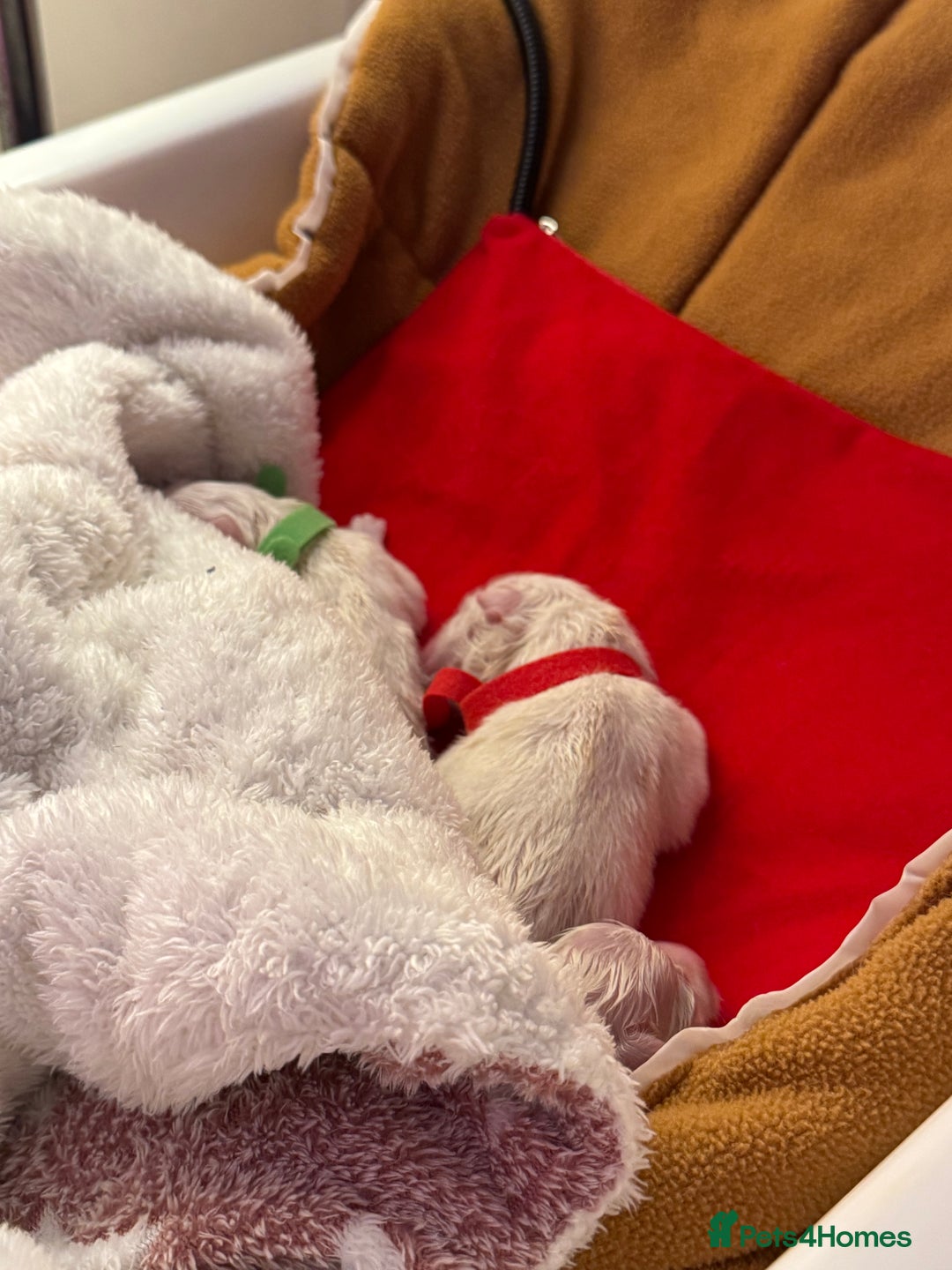 Samoyed dogs for sale: Beautiful Samoyed Pups Ready for a Loving Home  - Advert 2