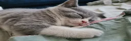 Himalayan cats for sale: Bicolour British shorthair Kittens - Advert 13