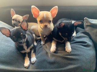 Chihuahua dogs 💛 Beautiful Chihuahua Pups – Ready NOW 💛 - Advert 5