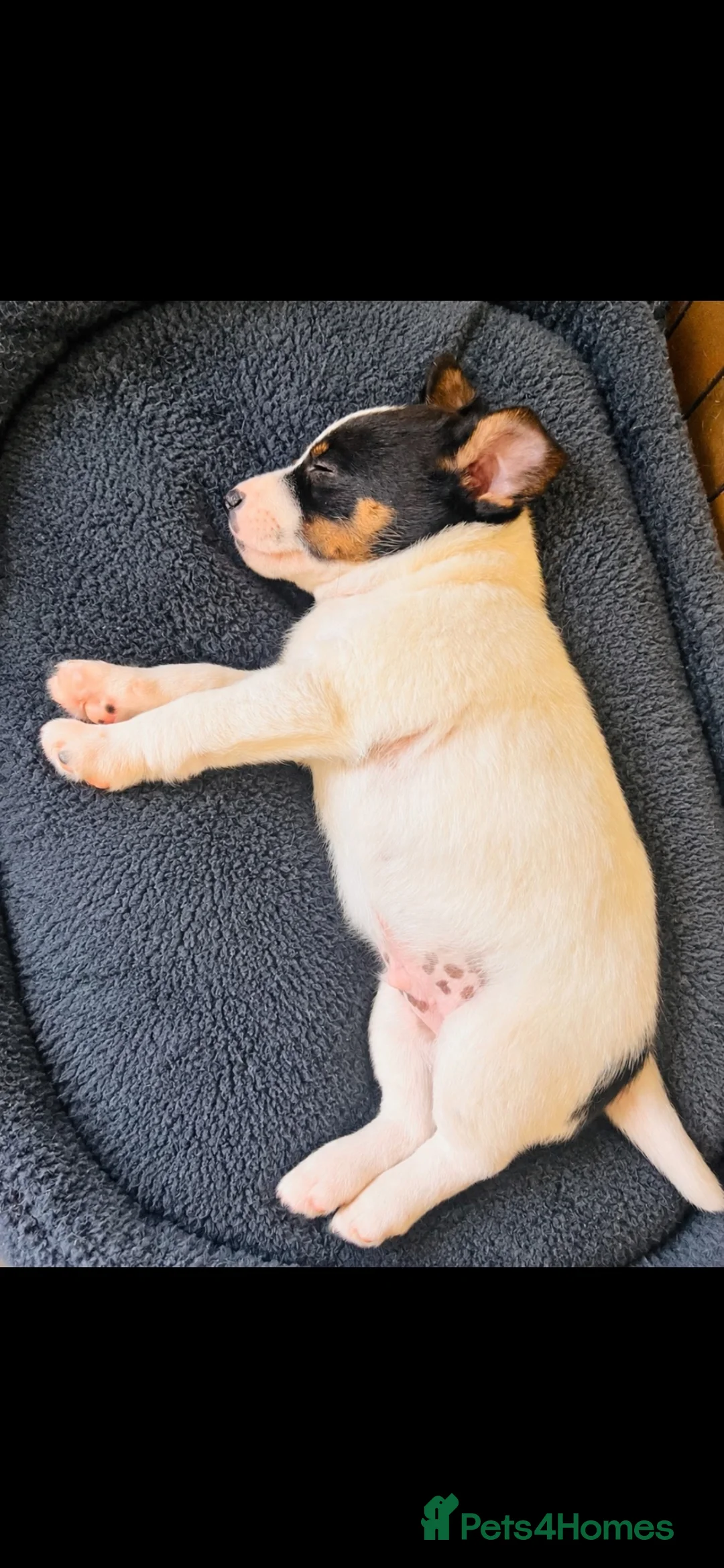 Jack Russell dogs for sale: 3 Jack Russell Boys - Advert 2