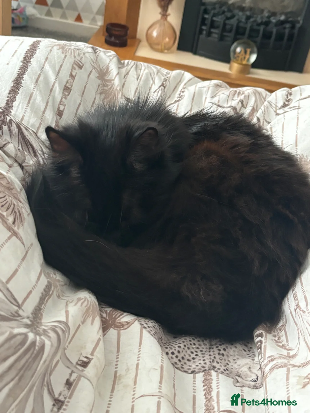 Mixed Breed cats for sale: 2 cats for sale  - Advert 2