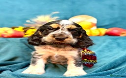 Cocker Spaniel dogs for sale: English Cocker Spaniel puppy KC REG  - Image 3