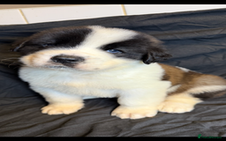 Saint Bernard dogs for sale: Saint Bernard puppies  - Image 1
