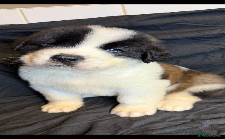 Saint Bernard dogs - Advert 1