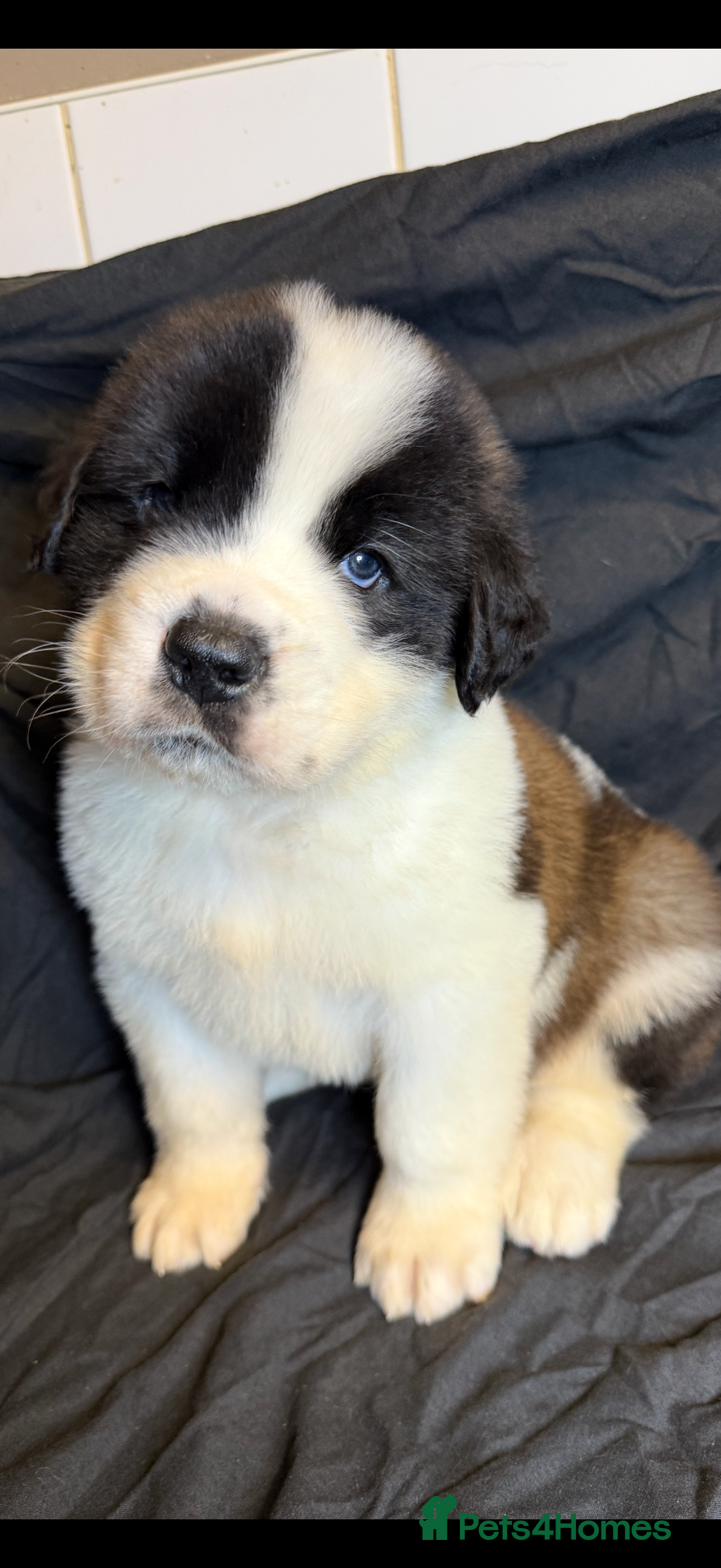 Saint Bernard dogs for sale: Saint Bernard puppies  - Image 1