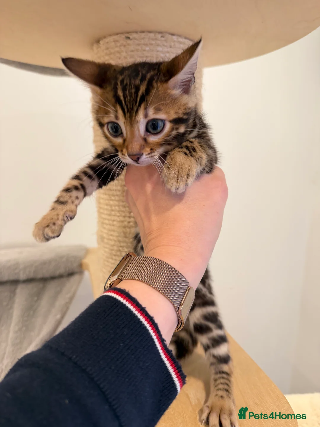 Bengal cats for sale: Bengal kittens 🥰🥰🥰🇬🇧🇬🇧🇬🇧 - Advert 12