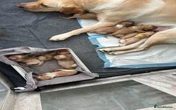 Labrador Retriever dogs for sale: Beautiful Labrador Puppies  - Image 2
