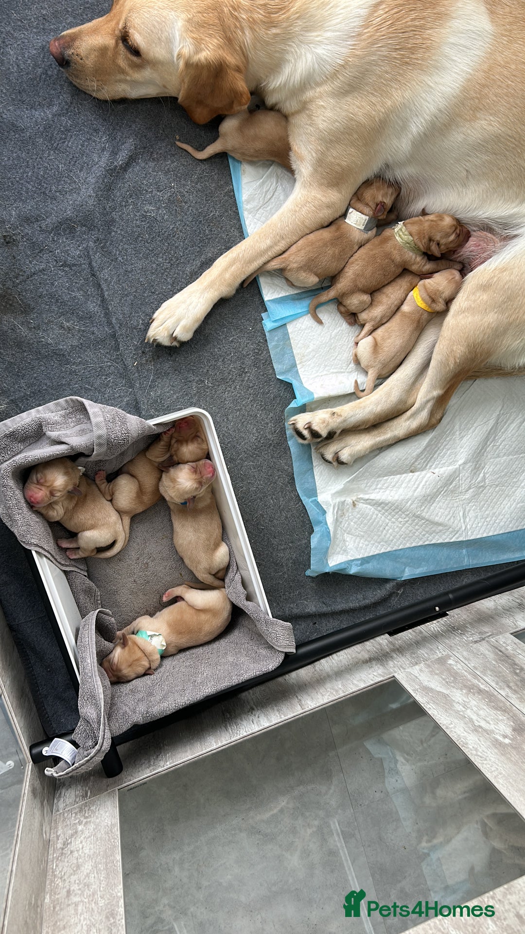Labrador Retriever dogs for sale: Beautiful Labrador Puppies  - Image 2