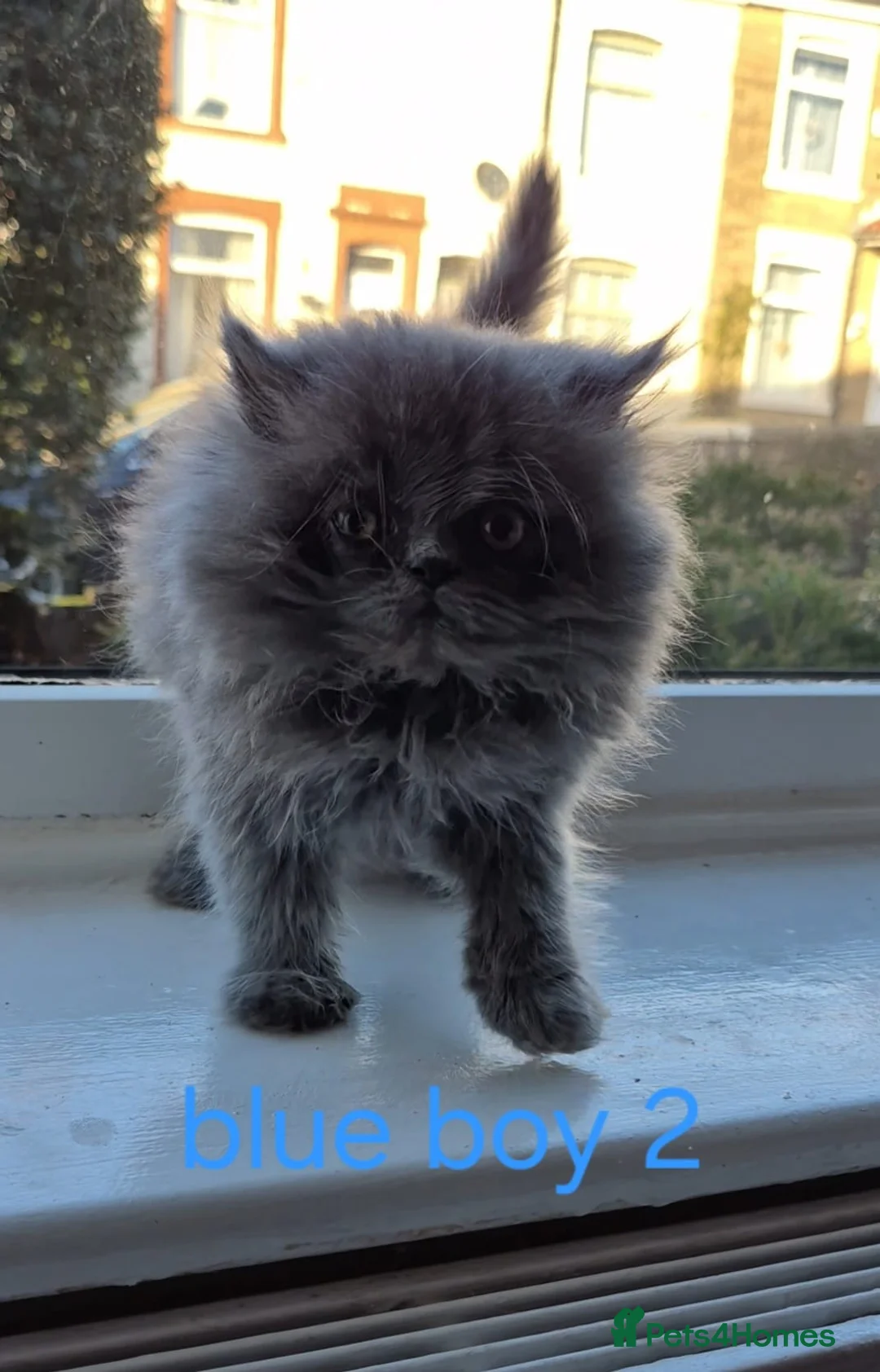 Persian cats for sale: Beautiful Persian babies - Advert 12
