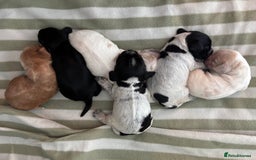 Cocker Spaniel dogs for sale: Beautiful Cocker Spaniel Puppies - Advert 1